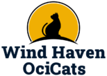 Wind Haven Ocicats 